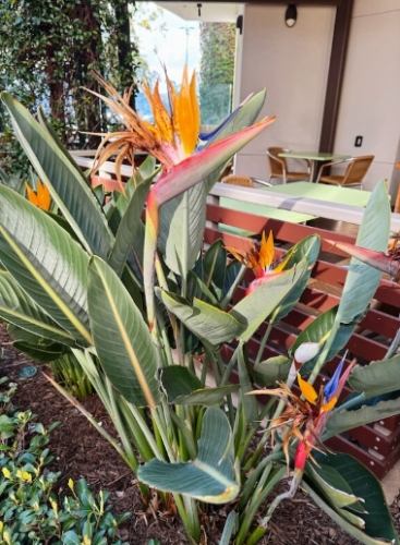 天堂鳥褐斑病原因 天堂鳥褐斑病原因