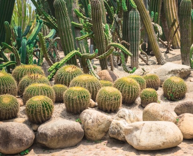 仙人掌養護 仙人掌養護