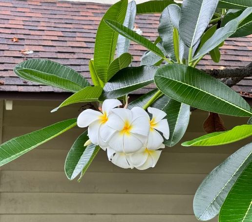 家裡種雞蛋花 家裡種雞蛋花