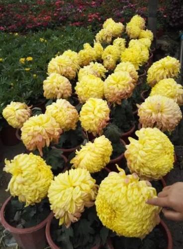 菊花什麼時候開