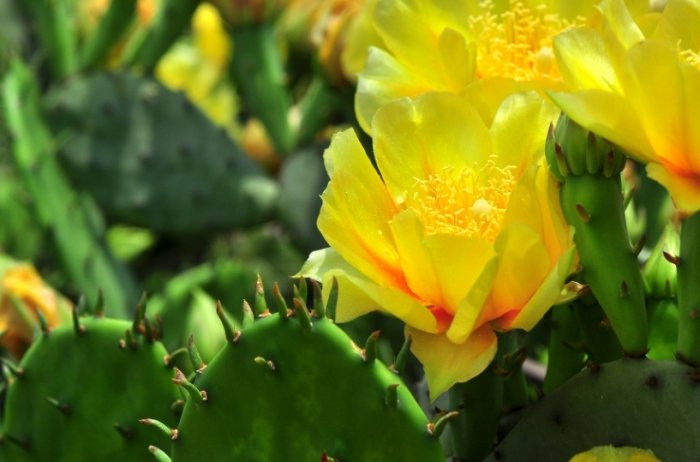 仙人掌養護 仙人掌養護