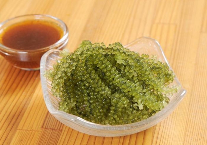 海葡萄蟲危害 海葡萄蟲危害