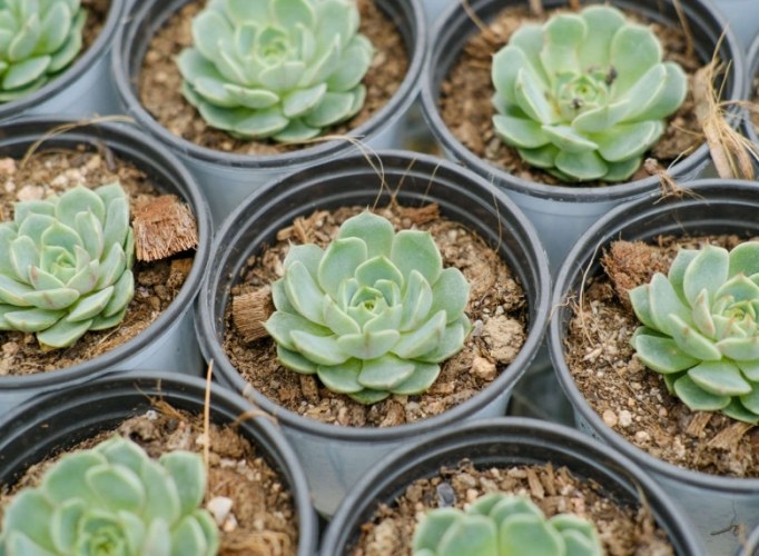 香港多肉植物土壤