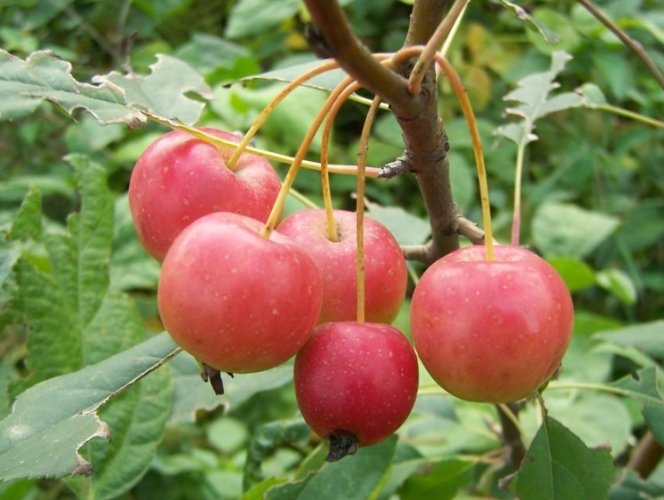 海棠果食譜 海棠果食譜