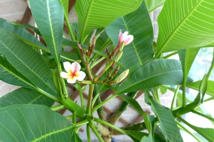 雞蛋花病害防治 雞蛋花病害防治