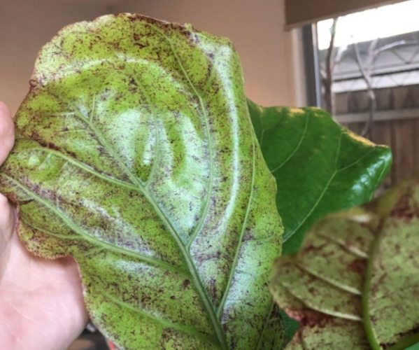 琴葉榕 葉子變黃 琴葉榕 葉子變黃