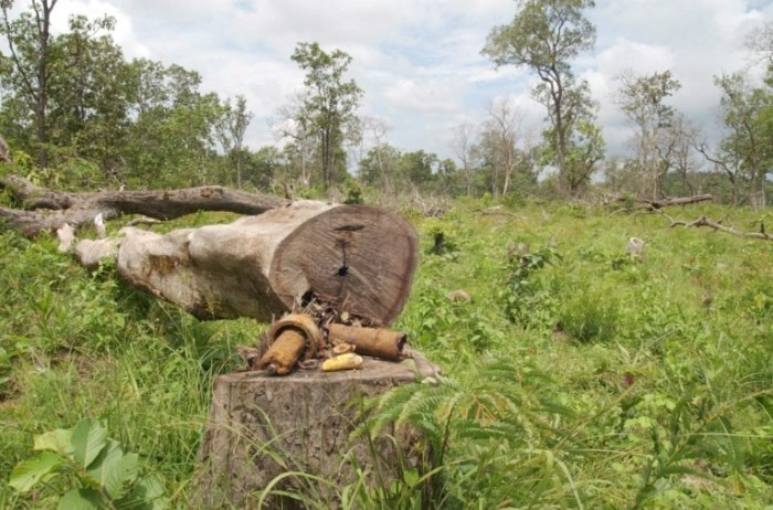 樹木死亡原因 樹木死亡原因
