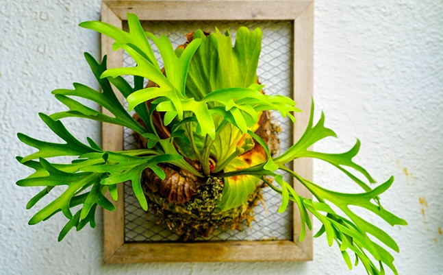 鹿角蕨上板介質