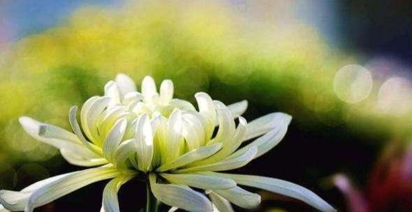 代表思念家人的花 代表思念家人的花