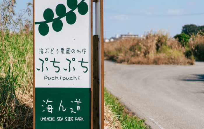 海葡萄採收體驗