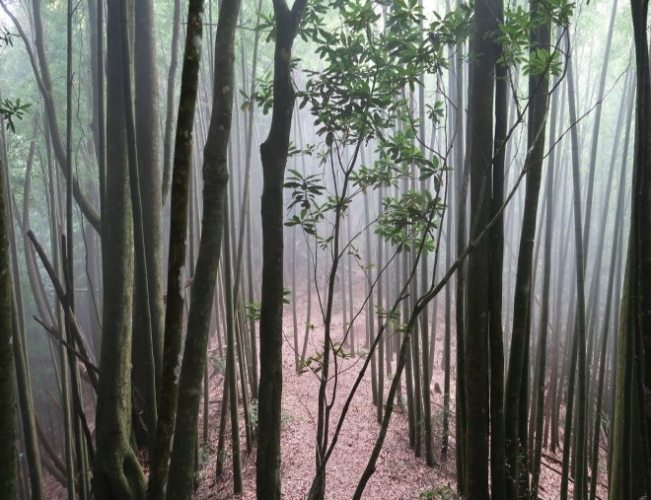 金柑樹山體能需求 金柑樹山體能需求