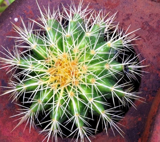 仙人掌乾掉處理