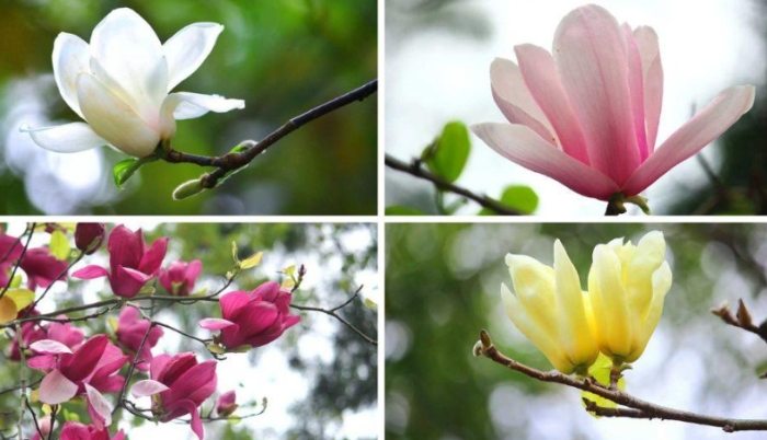 玉蘭花色彩變化 玉蘭花色彩變化