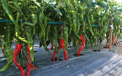 辣椒可以帶出國嗎 辣椒可以帶出國嗎