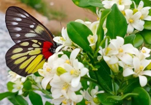 植物心理測驗 植物心理測驗