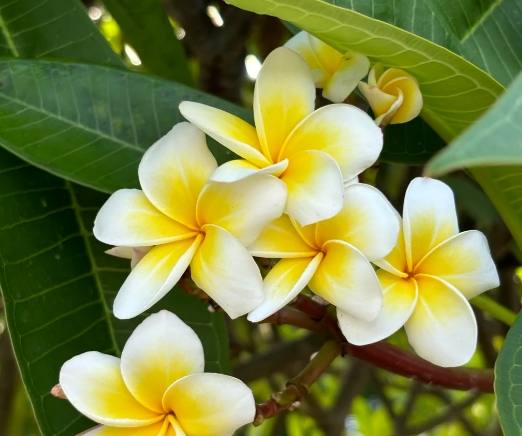 雞蛋花澆水錯誤 雞蛋花澆水錯誤