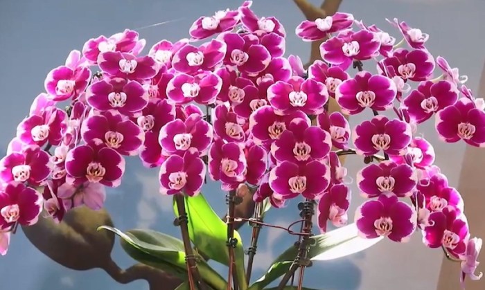 蘭花營養液推薦