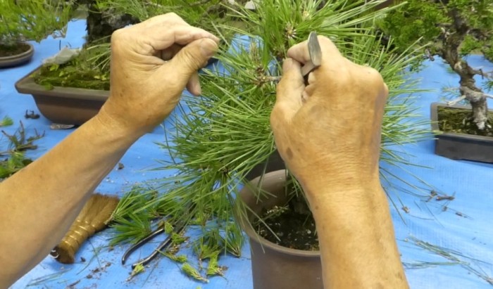 盆栽葉子修剪 盆栽葉子修剪