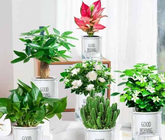 室內綠植 室內綠植