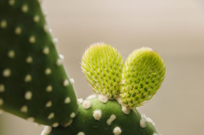 仙人掌花苞萎縮 仙人掌花苞萎縮