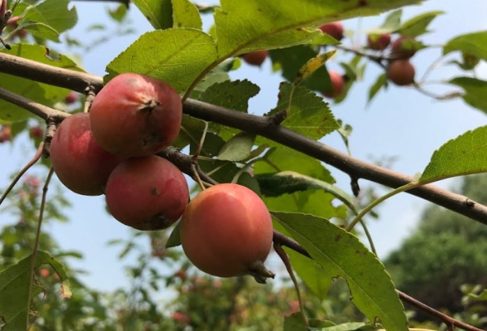 海棠果怎么吃 海棠果怎么吃
