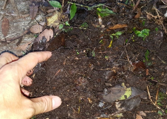 有機培養土用法