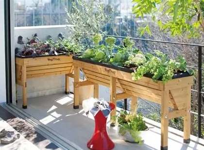 陽台蔬菜種植 陽台蔬菜種植