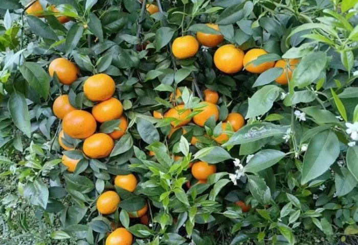 高壓繁殖柑橘 高壓繁殖柑橘