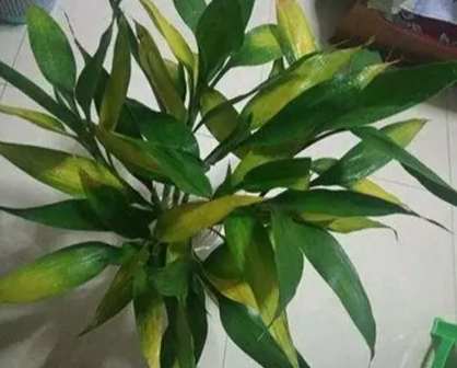 富貴竹黃葉處理