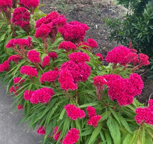 雞冠花室內種植 雞冠花室內種植