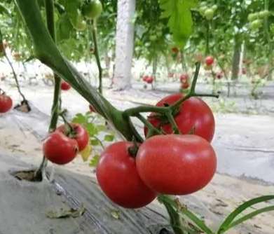 牛番茄種植間距