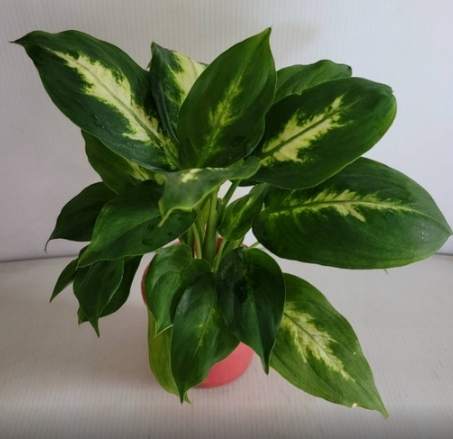 白玉黛粉葉養護