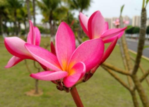 五瓣花種類 五瓣花種類