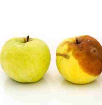 發霉的水果可以當肥料嗎