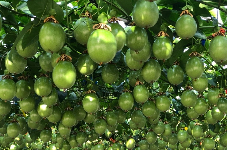 綠色百香果品種