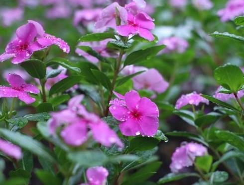 耐陰植物 耐陰植物