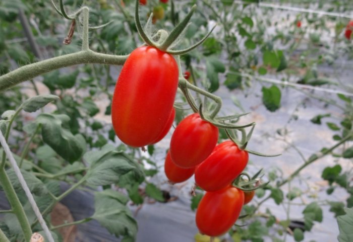 番茄長太高怎麼辦? 番茄長太高怎麼辦?