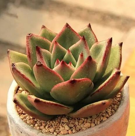 盆栽植物推薦 盆栽植物推薦