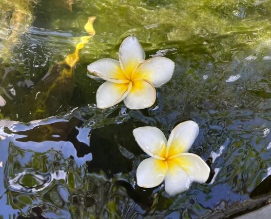 雞蛋花養護 雞蛋花養護