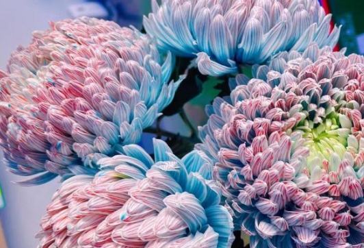 牡丹菊養護技巧