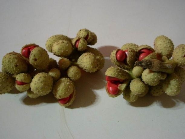 玉蘭花繁殖方法 玉蘭花繁殖方法