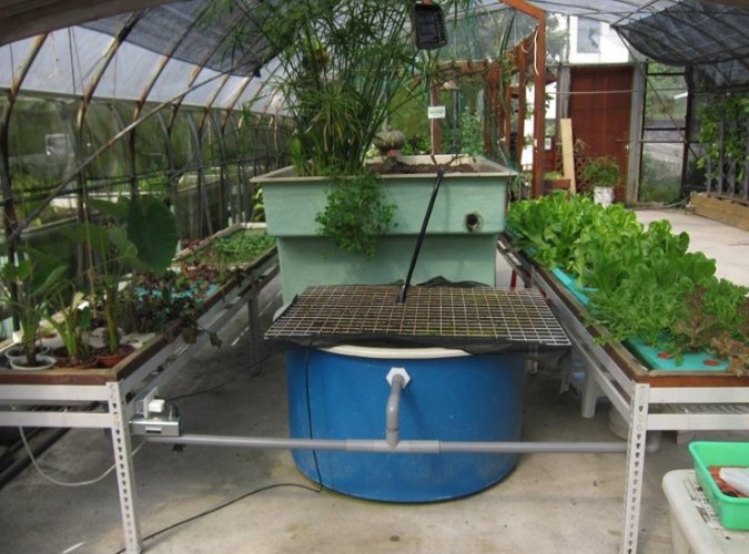 魚菜共生系統維護 魚菜共生系統維護