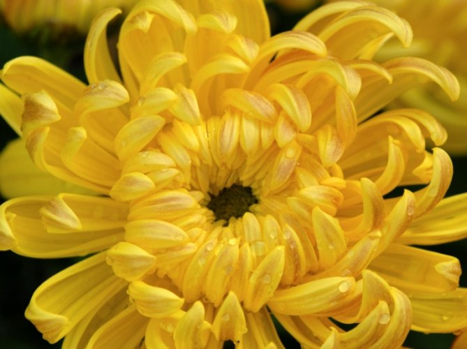 菊花種植技巧 菊花種植技巧