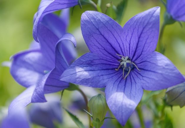 桔梗紫色 心理效應 桔梗紫色 心理效應