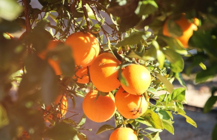 柑橘高壓技術 柑橘高壓技術