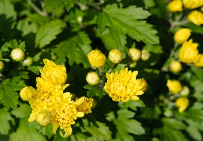 菊花栽培條件 菊花栽培條件