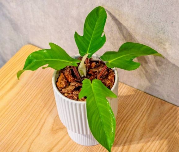 室內植物龍爪蔓綠絨 室內植物龍爪蔓綠絨