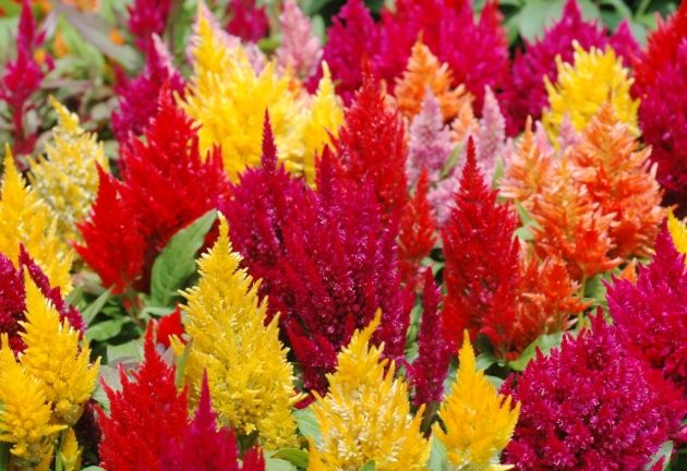 雞冠花種植 雞冠花種植