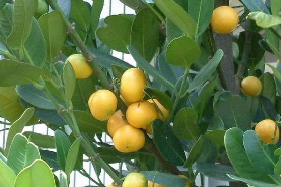 福木果實誤食處理