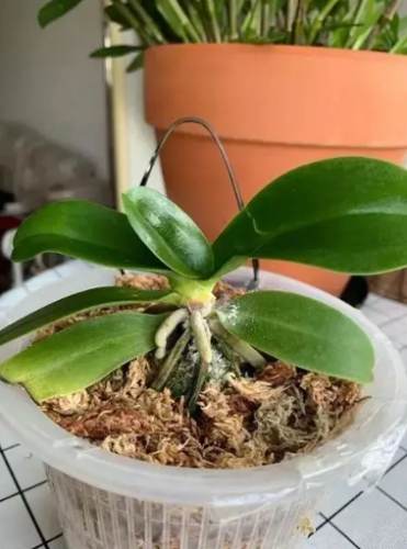 蝴蝶蘭黑斑 蝴蝶蘭黑斑